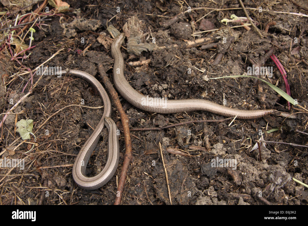 One male, one female, slow worm Stock Photo