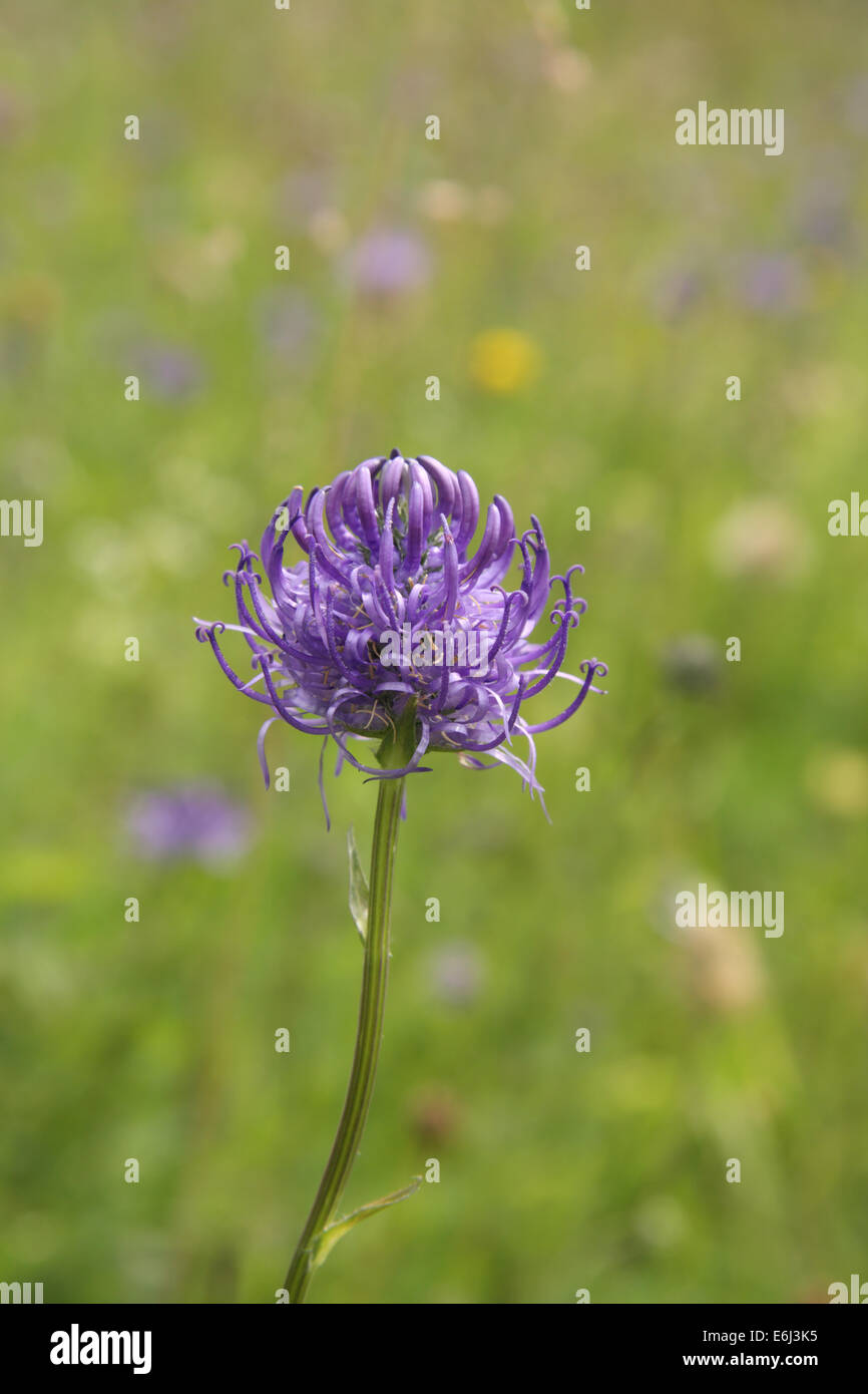 Round headed rampions hires stock photography and images Alamy