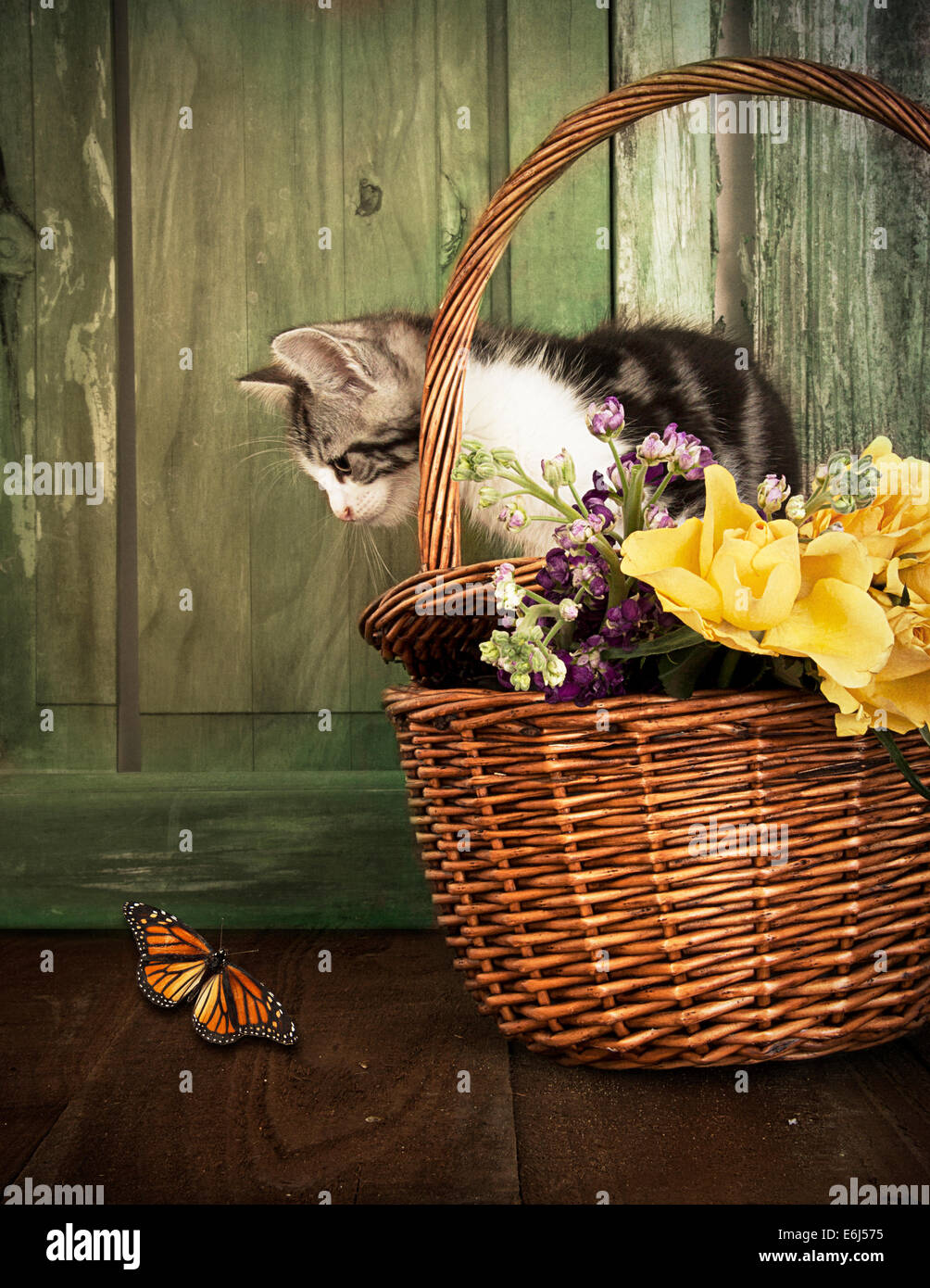Kitten In A Basket With Flowers And Butterfly Stock Photo - Alamy