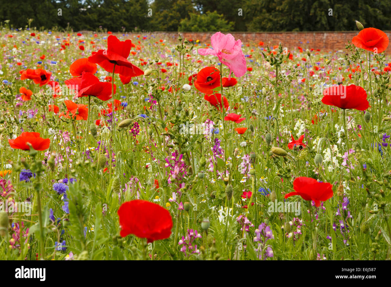 Wildflower meadow hi-res stock photography and images - Alamy