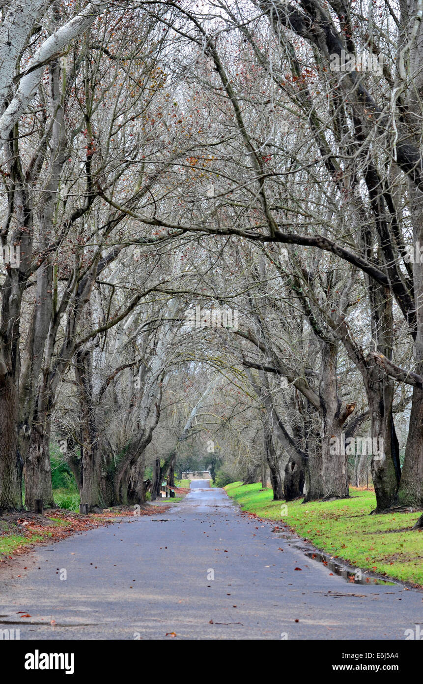 Straight road with tree canopy hi-res stock photography and images - Alamy