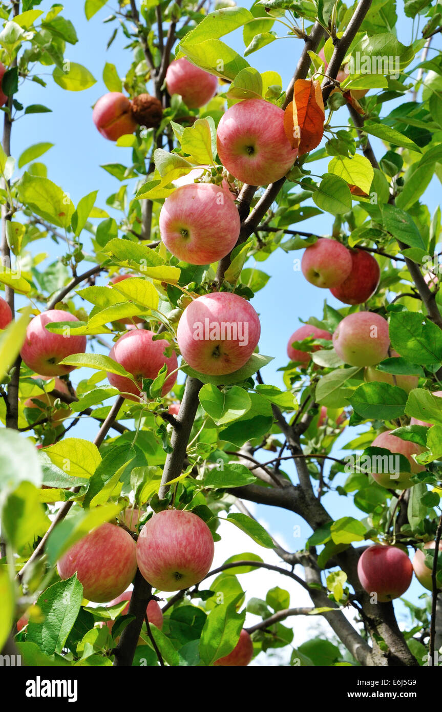 branch of apple tree with big red fruits Stock Photo