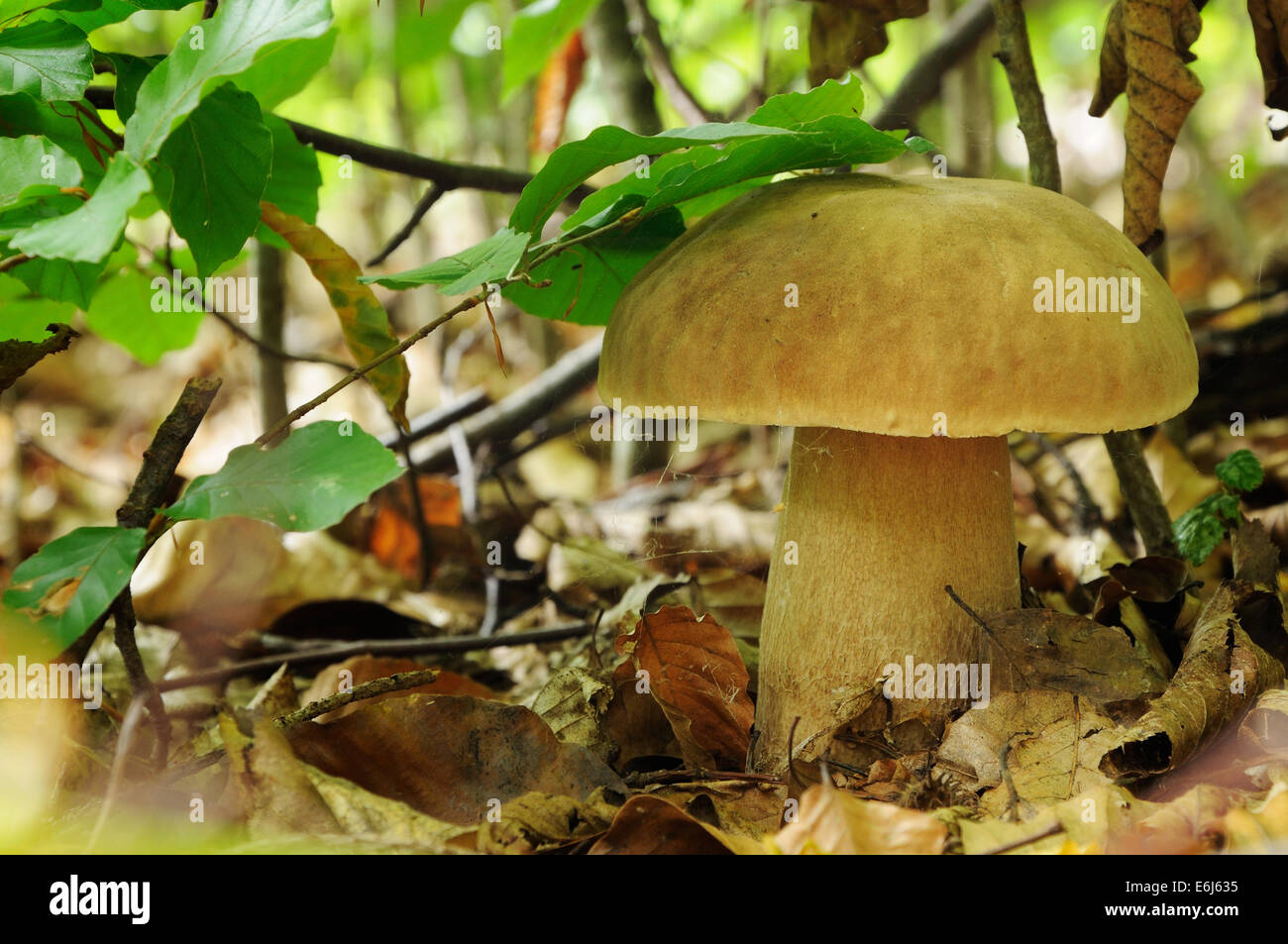 Boletus edulis, commonly known as the porcini (as well as penny bun, porcino or cep) Stock Photo