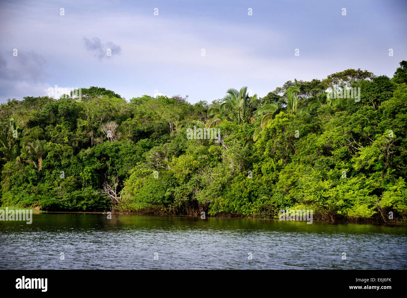 Amazon rainforest plants hires stock photography and images Alamy