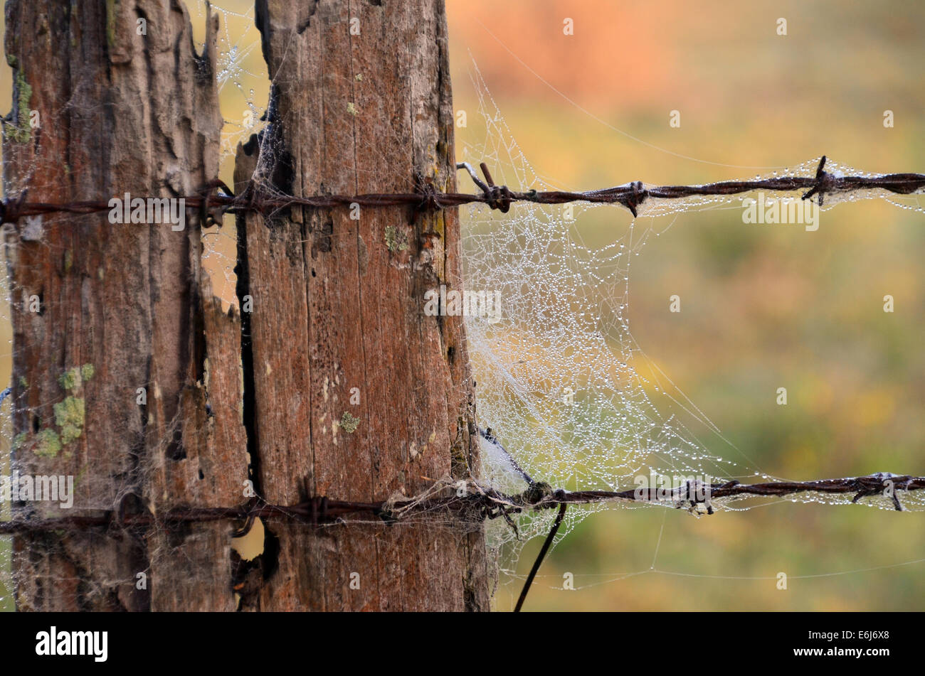 Rotting fence post with cobwebs attached to the post and wire Stock Photo