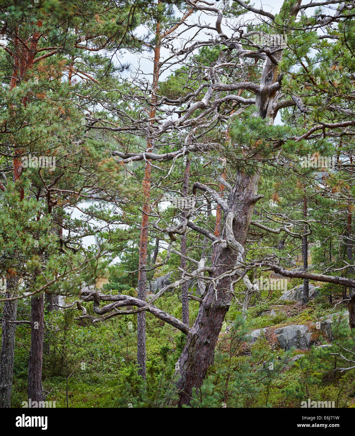 Scandinavian forest in archipelago, old dead snag Stock Photo