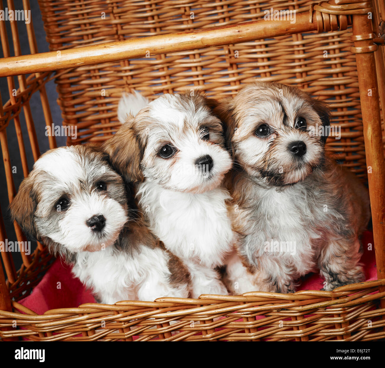 Three bichon havanese puppies inside the basket, age seven week Stock Photo  - Alamy
