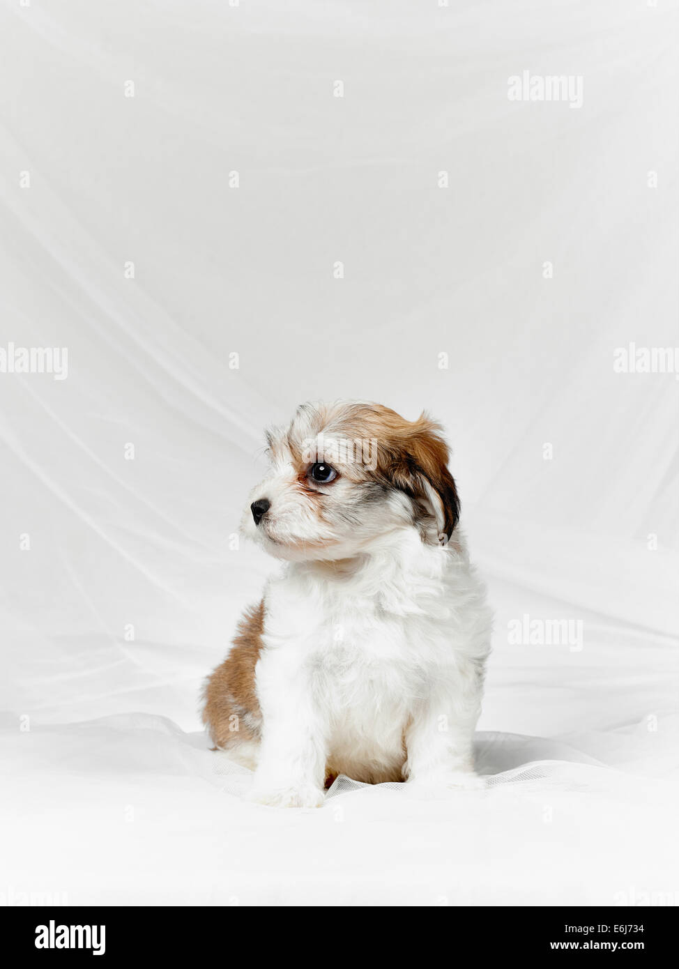 Bichon havanese puppy and white canvas background, age seven week Stock  Photo - Alamy