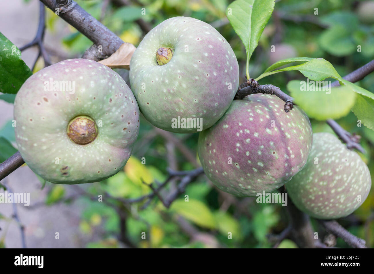 Japanese quince fruits Chaenomeles superba Stock Photo
