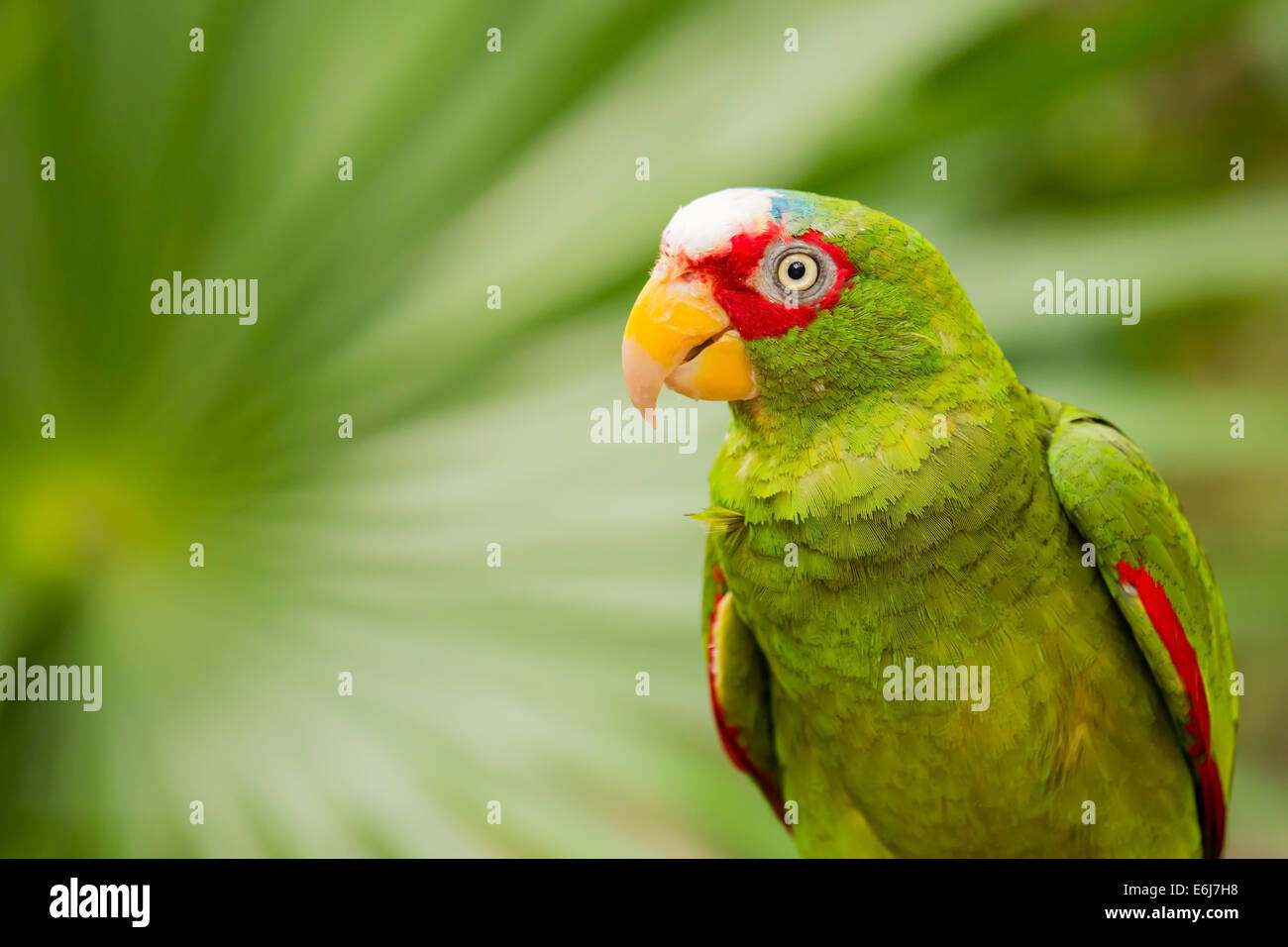 Portrait of colorful White-fronted Parrot in Mexico Stock Photo
