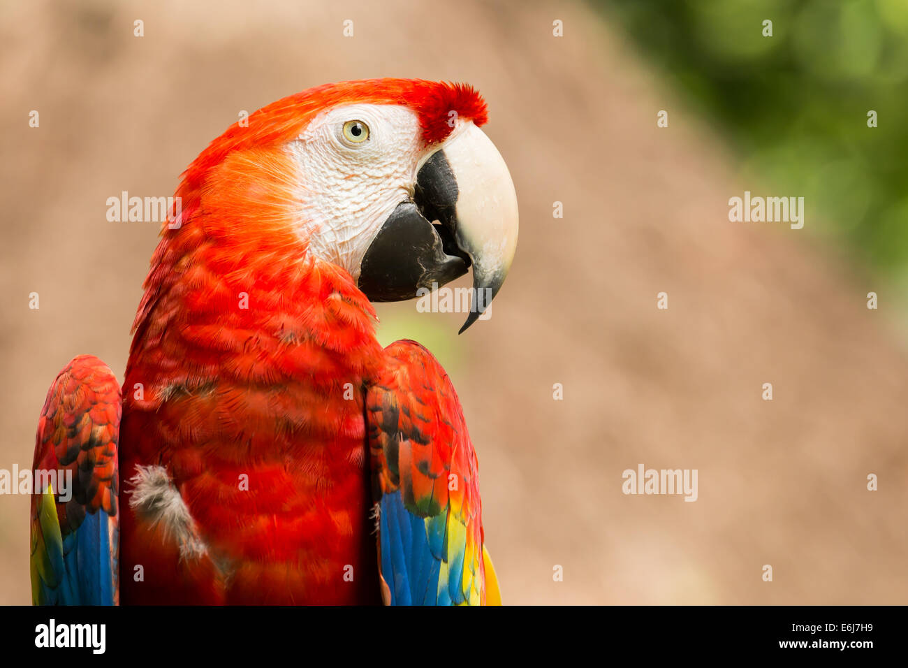 Portrait of colorful Scarlet Macaw parrot in Mexico Stock Photo