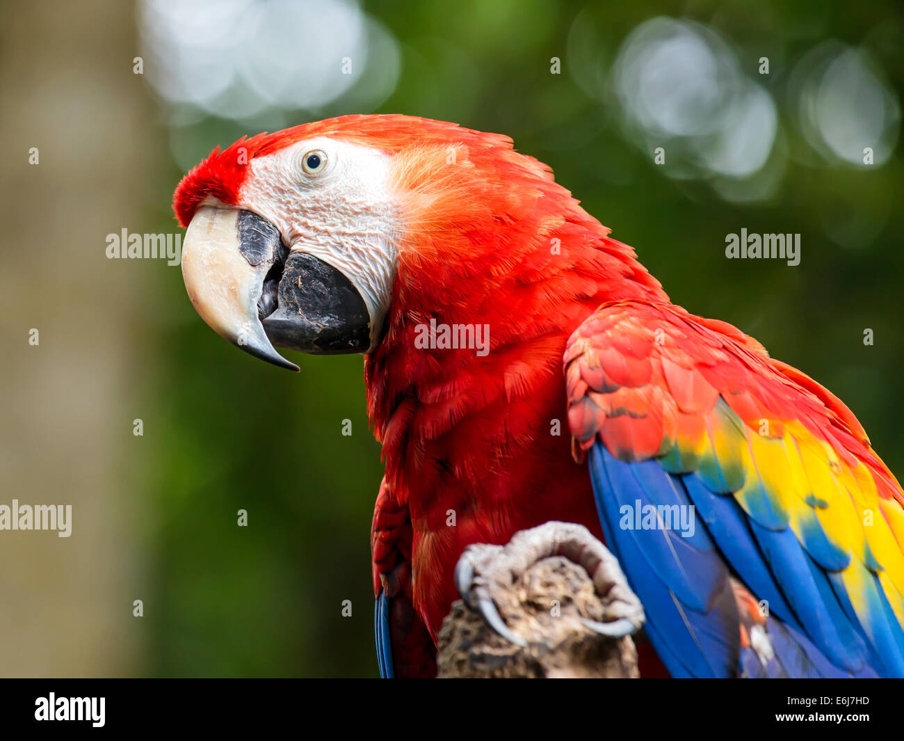 Portrait of colorful Scarlet Macaw parrot in Mexico Stock Photo