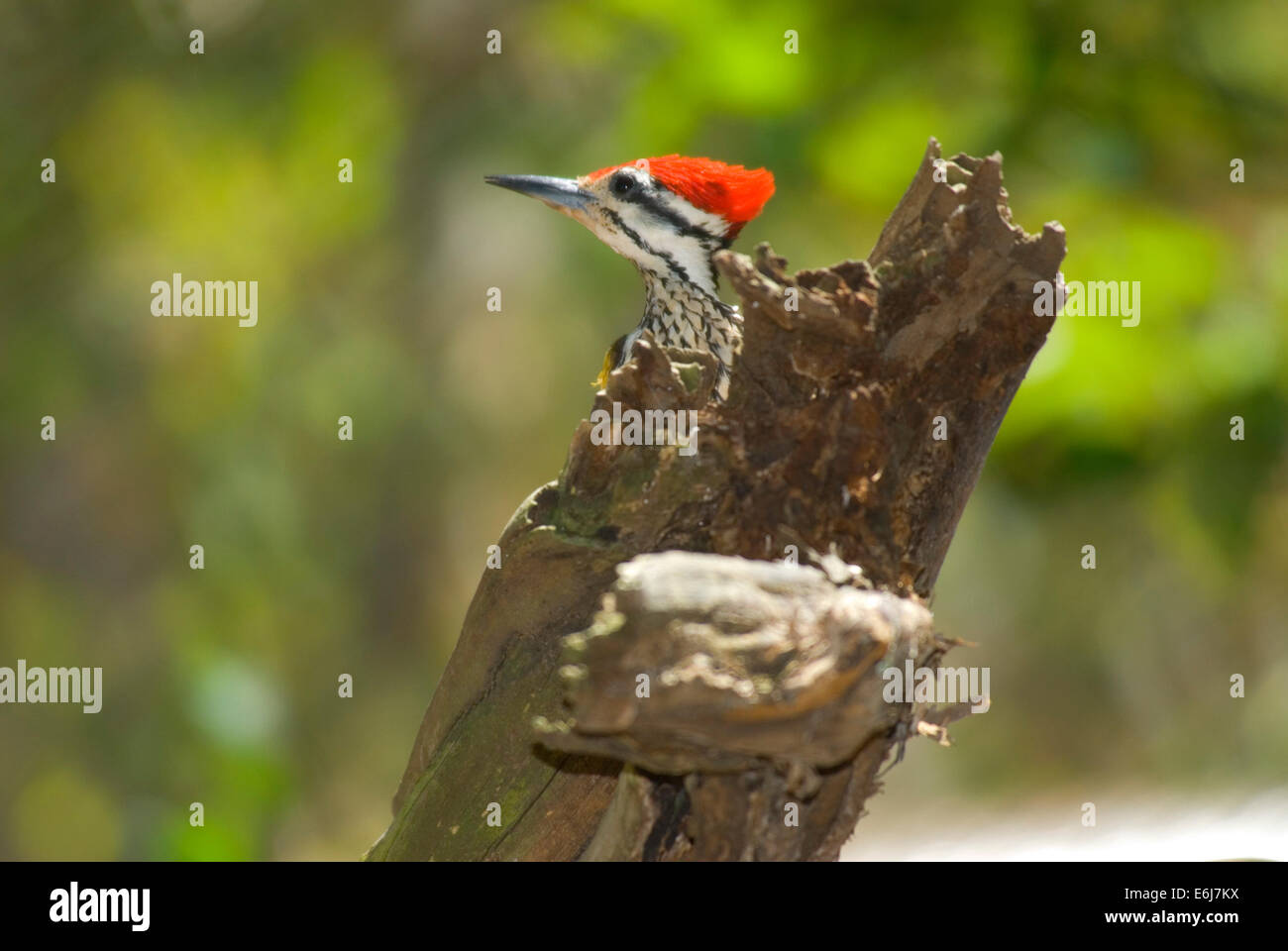 Golden-back woodpecker, Parker Aviary, San Diego Zoo, Balboa Park, San Diego, California Stock Photo