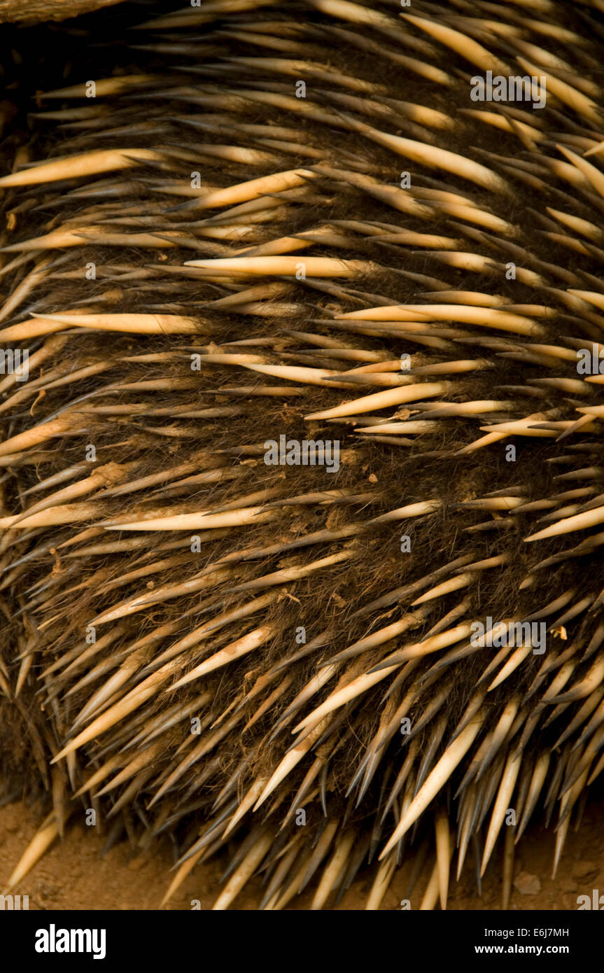 Short-nosed echidna (Tachyglossus illiger) fur, San Diego Zoo, Balboa Park, San Diego, California Stock Photo