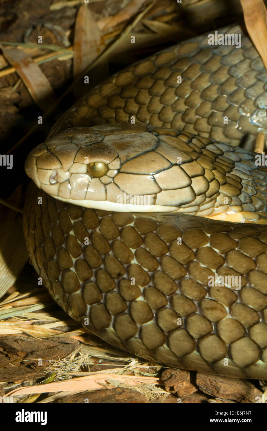 King Cobra  San Diego Zoo