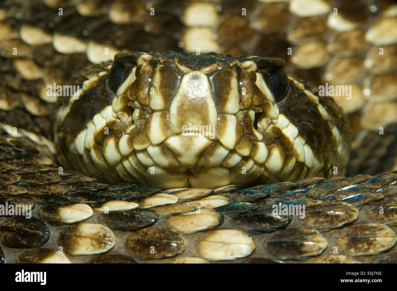 Eastern diamondback rattlesnake (Crotalus adamanteus), San Diego Zoo