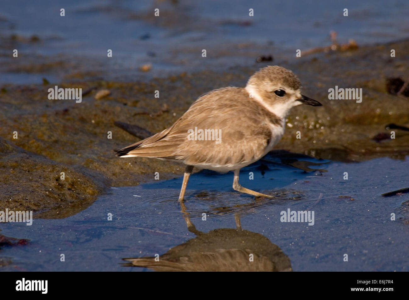Snowy plover, San Elijo State Park, California Stock Photo - Alamy