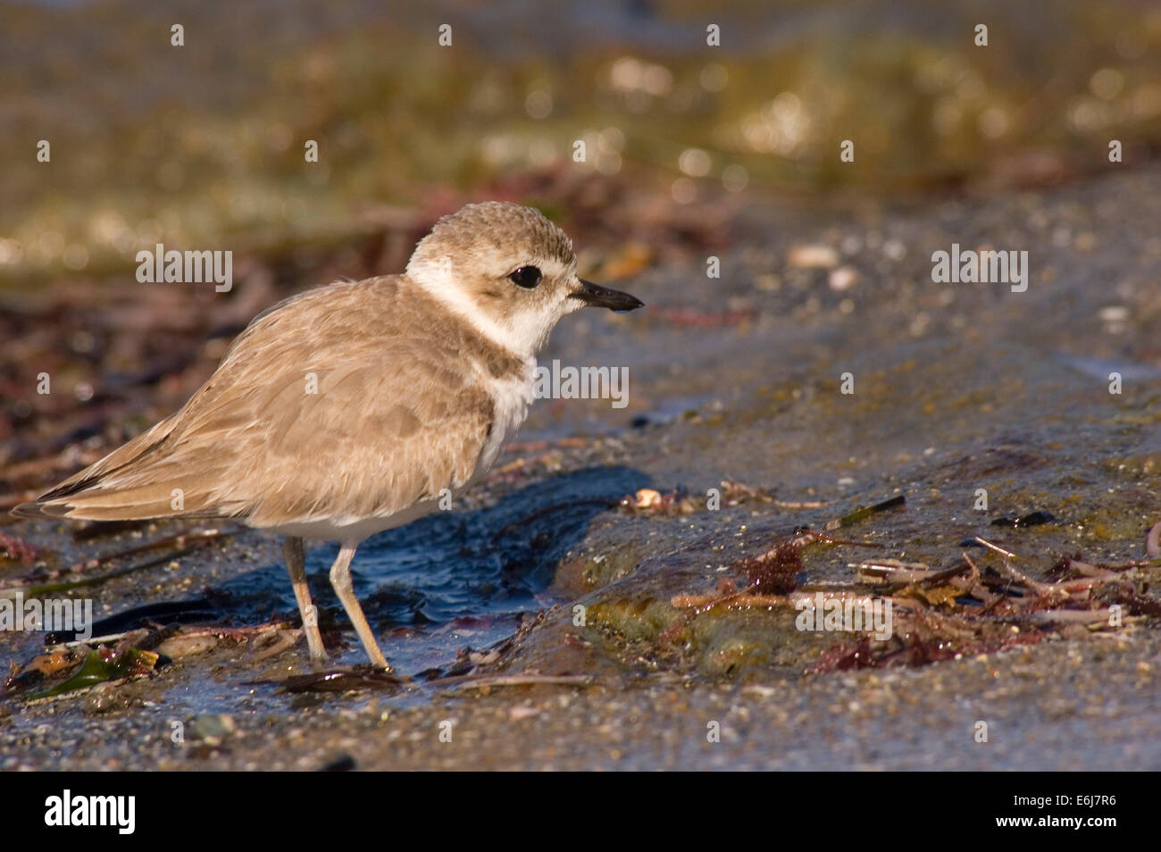 Snowy plover, San Elijo State Park, California Stock Photo - Alamy
