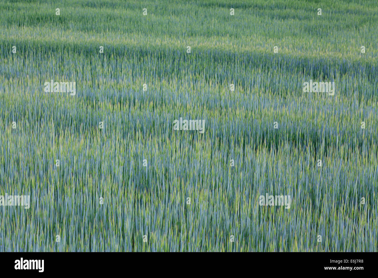 Wheat crop. Lleida province. Catalonia. Spain. Stock Photo