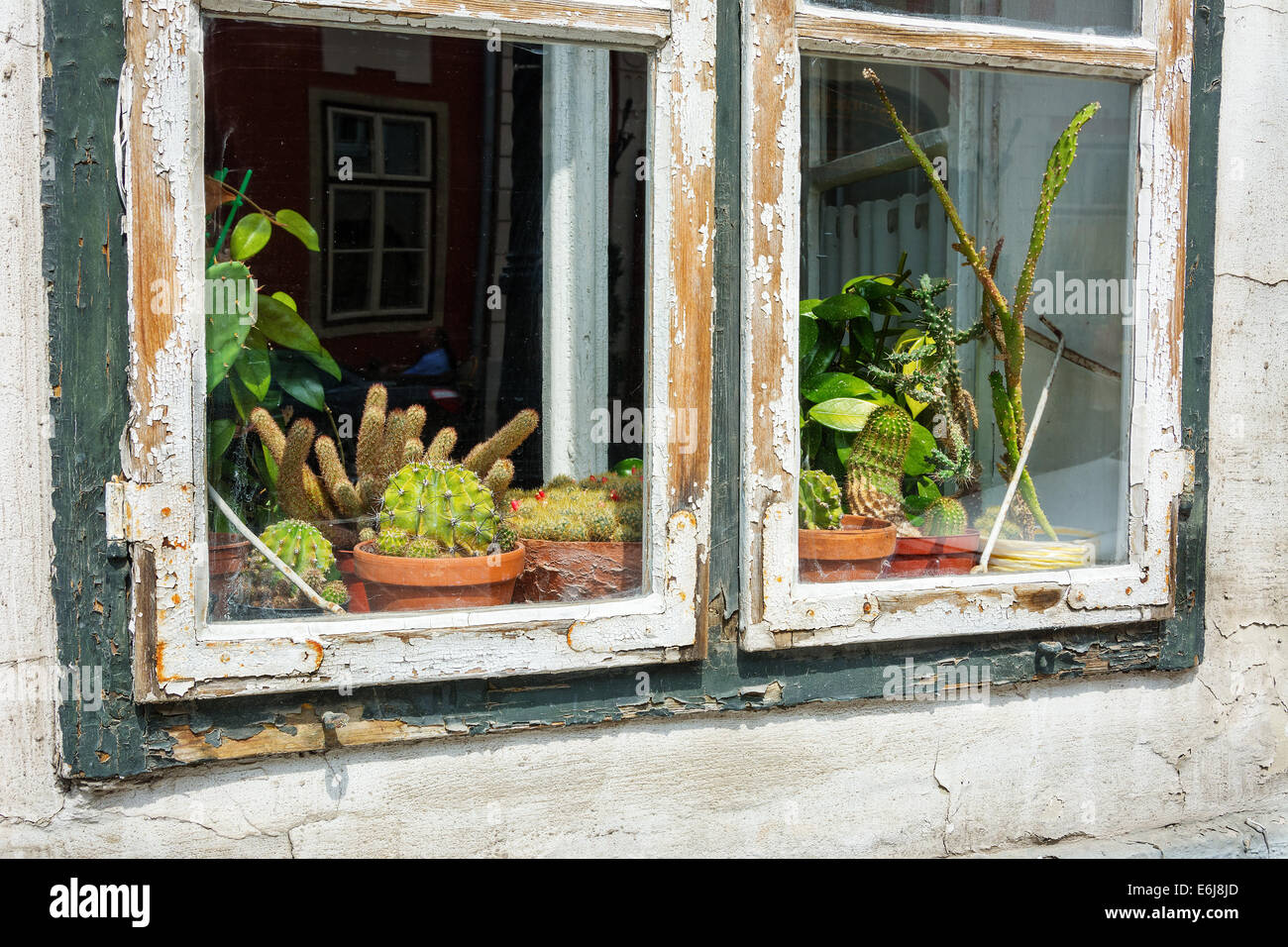 Cacti on display on a window sill with peeling wooden frame Stock Photo