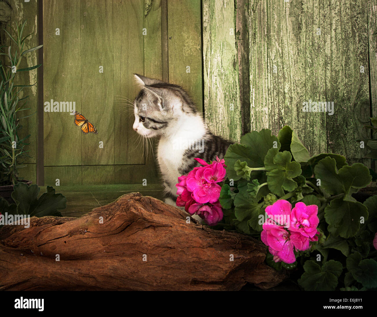 Young Kitten Watching A Butterfly Stock Photo