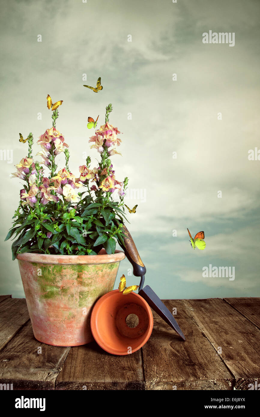 Plant On Table With Butterflies And Sky Stock Photo