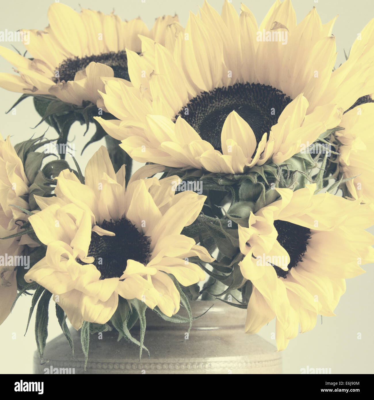 Yellow Sunflowers In A Jar Stock Photo Alamy