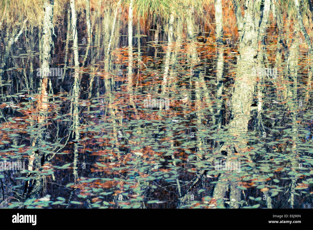 Background of autumn trees reflected in the water Stock Photo - Alamy