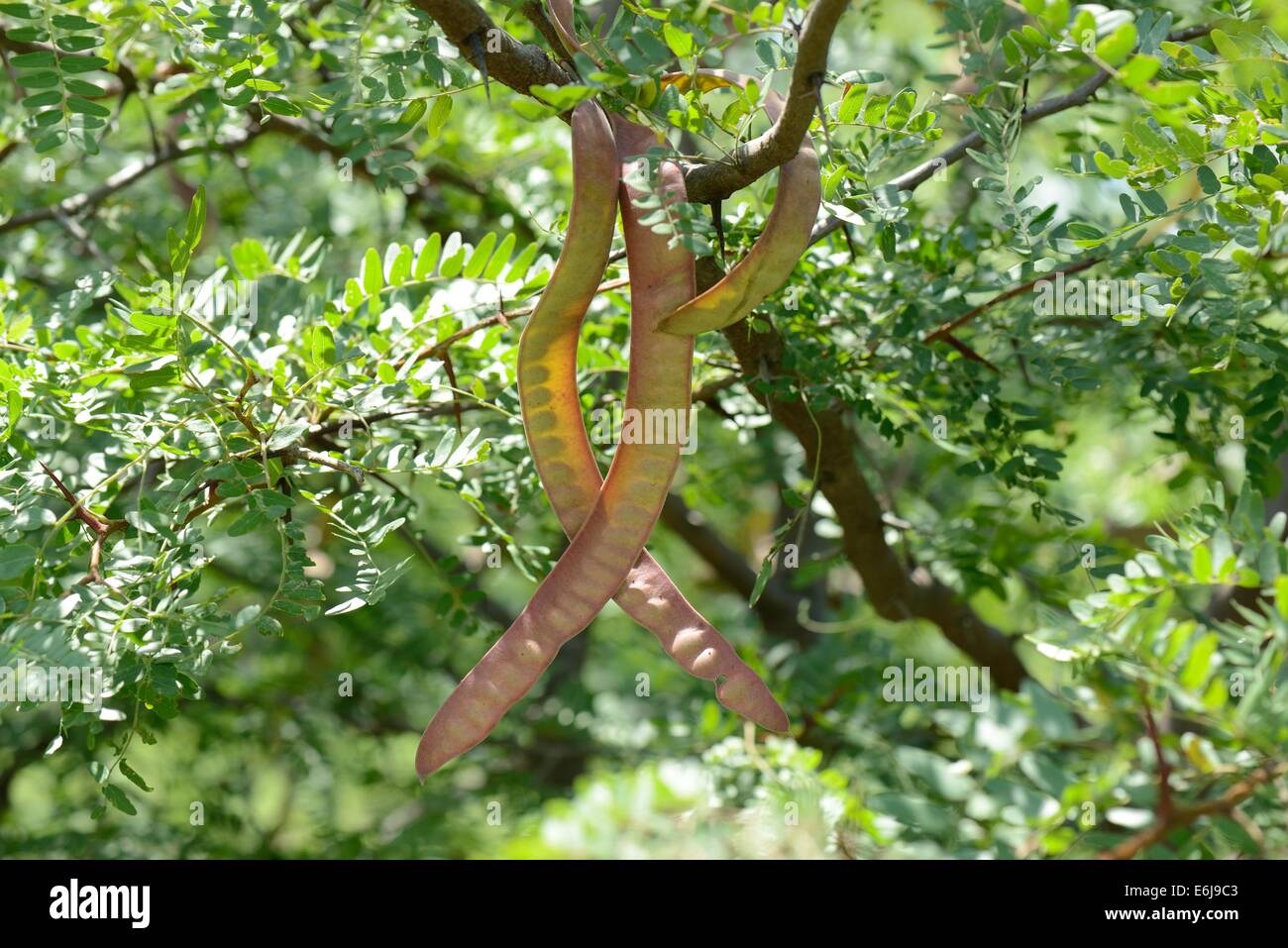 Starting Honey Locust From Seed