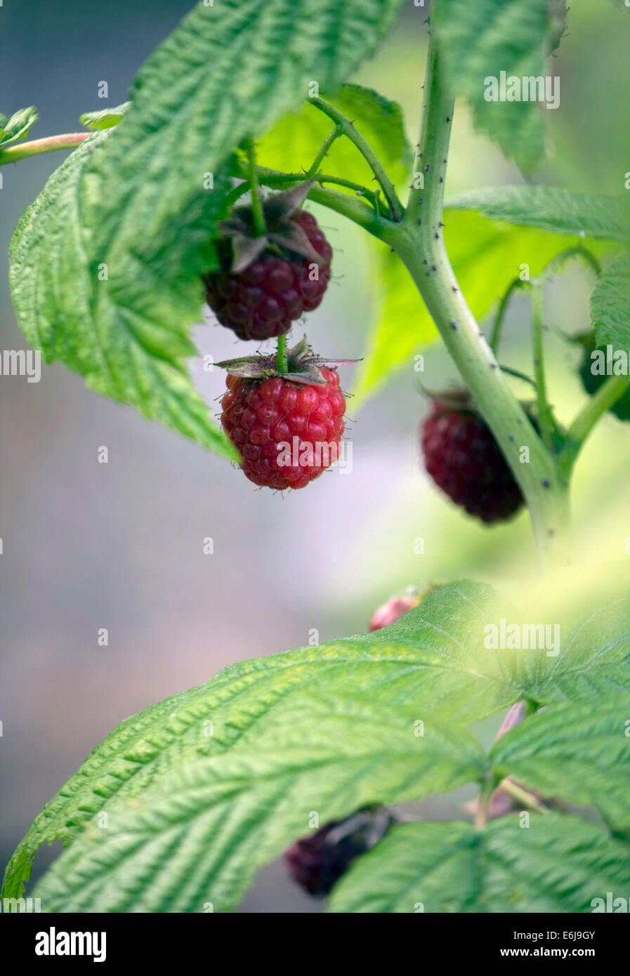 Picking wild raspberries hires stock photography and images Alamy