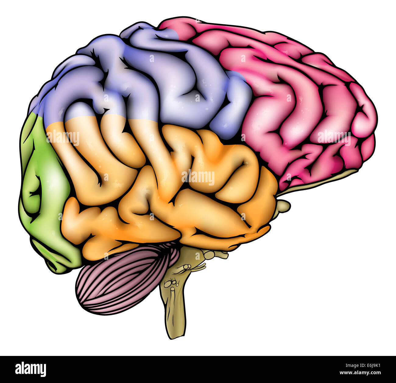 An illustration or anatomy diagram of an anatomically correct human brain with different sections in different colors Stock Photo
