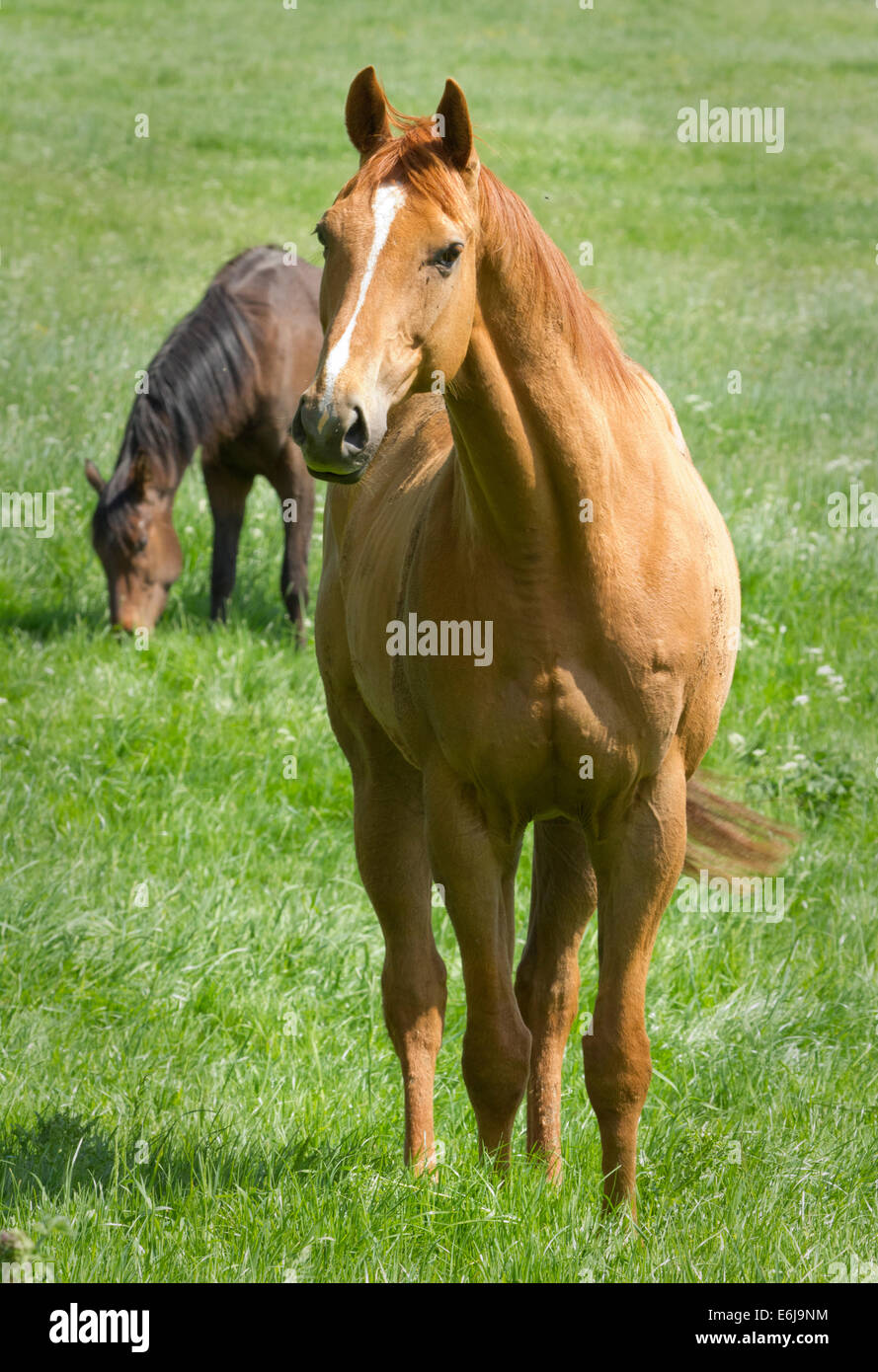 Horses grazing in a field in North Yorkshire near Bulmer village Stock Photo