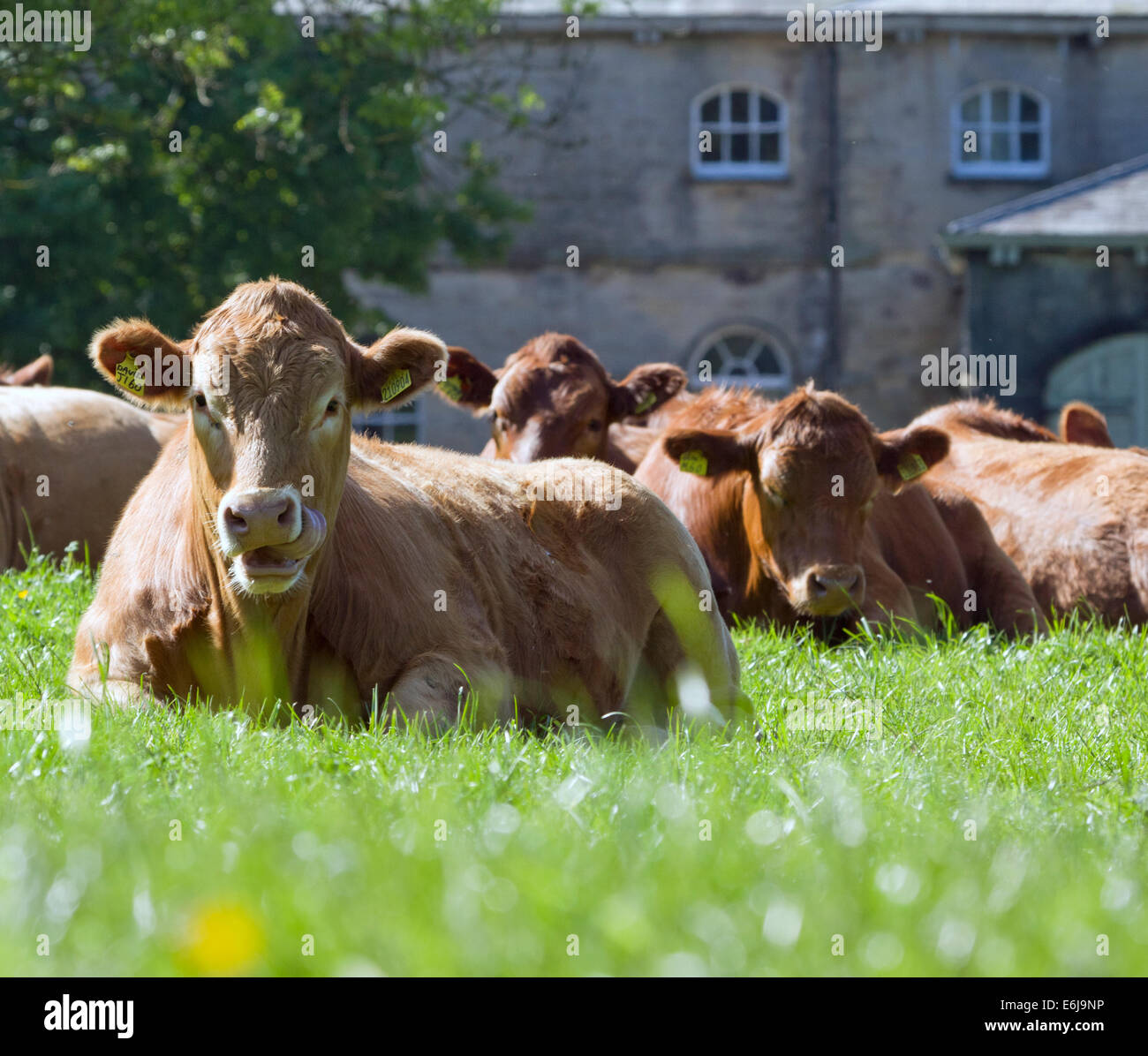 Cattle at Bridsall House in North Yorkshire England Stock Photo