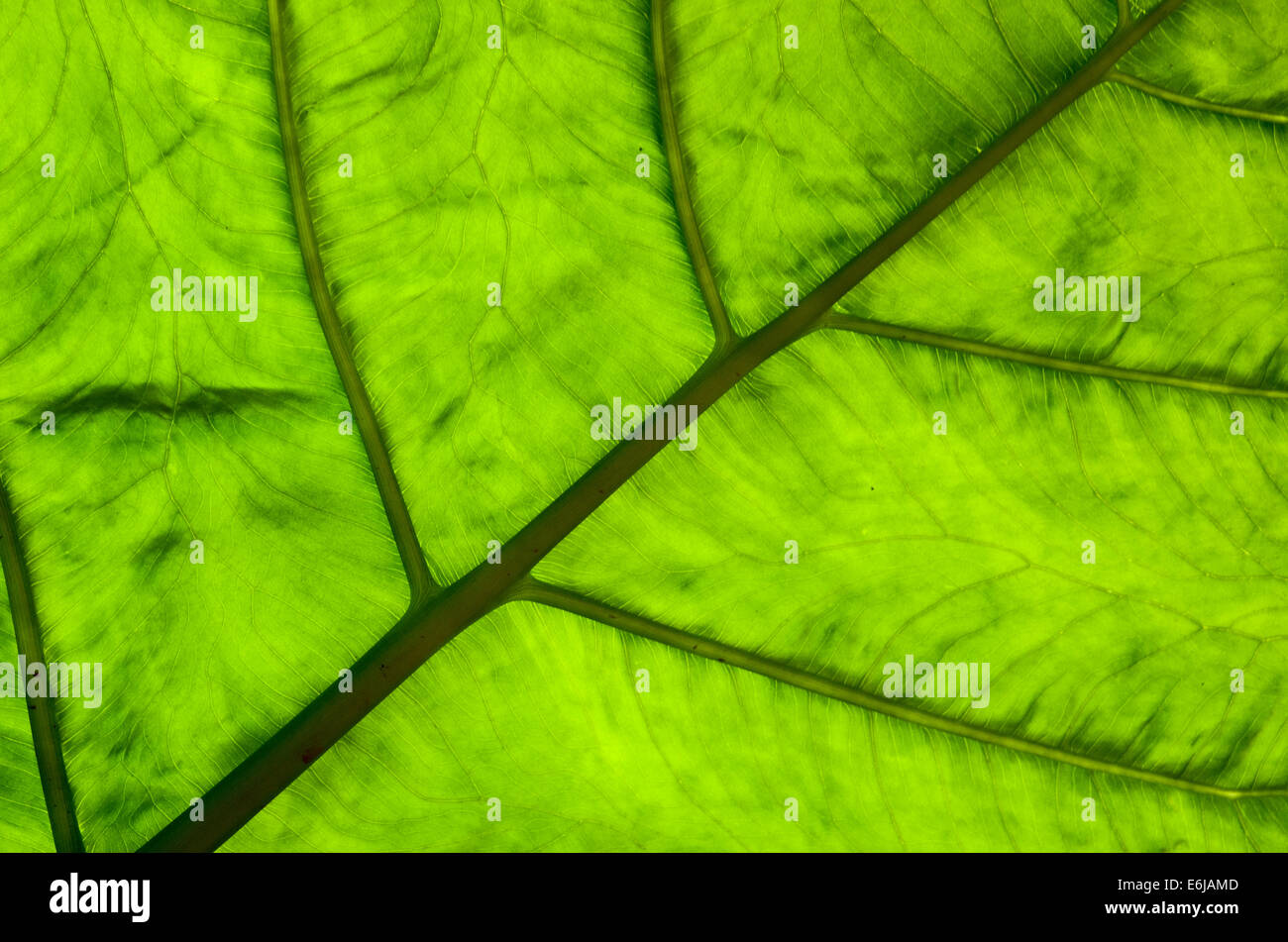 Alocasia Macrorrhizos leaf. Stock Photo