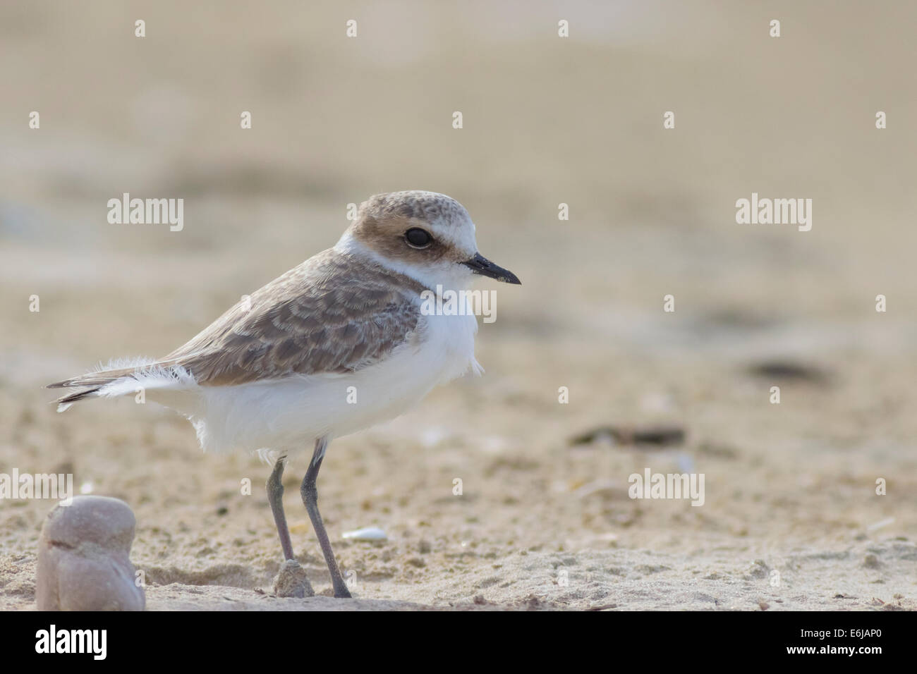 The Kentish plover Stock Photo - Alamy