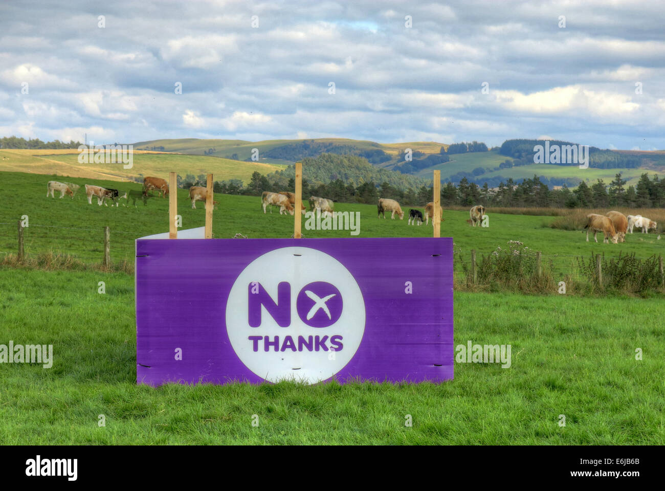 No Thanks Purple Better Together banner in a Scottish Field September 2014 Stock Photo