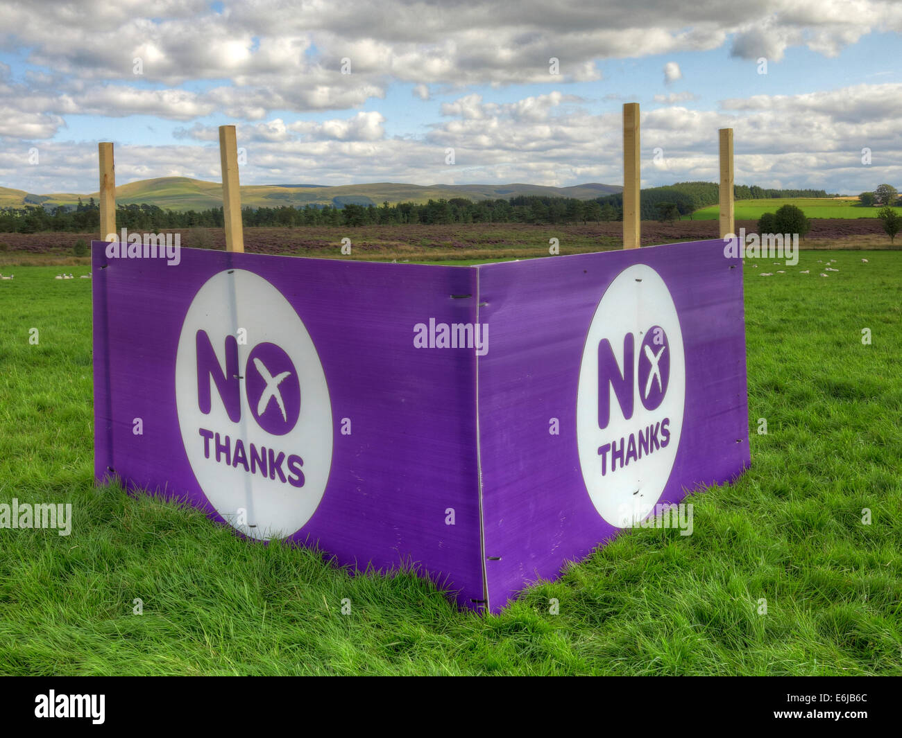 No Thanks Purple Better Together banner in a Scottish Field September 2014 Stock Photo
