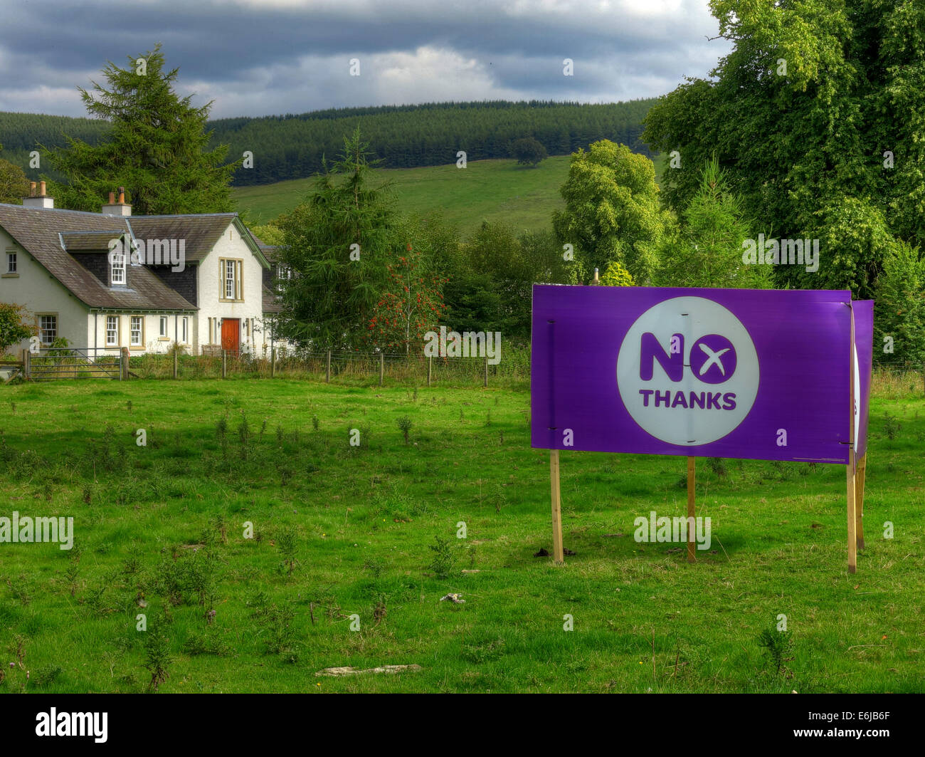 No Thanks Purple Better Together banner in a Scottish Field September 2014 Stock Photo