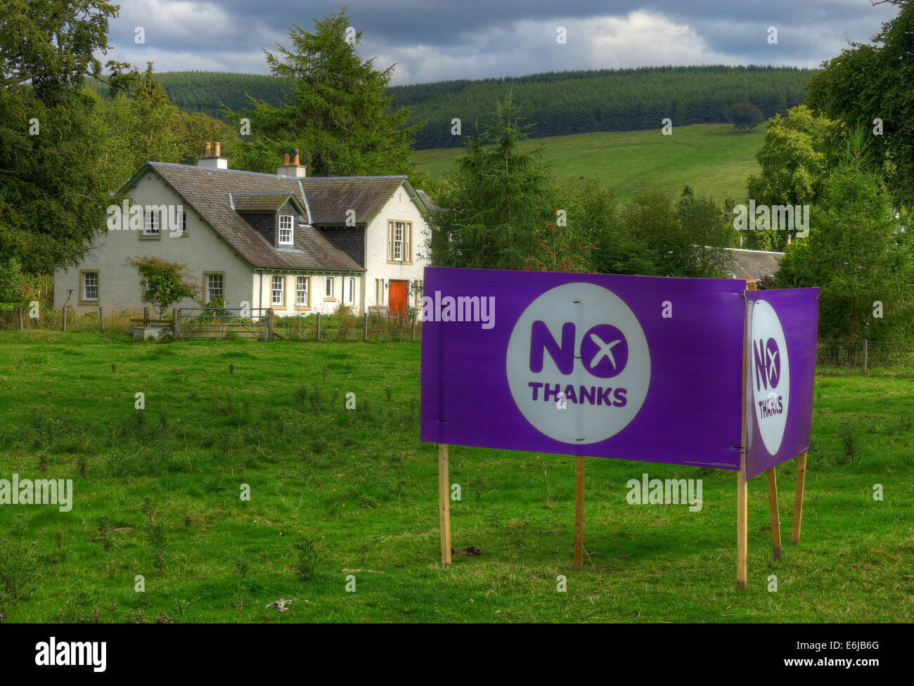 No Thanks Purple Better Together banner in a Scottish Field September 2014 Stock Photo