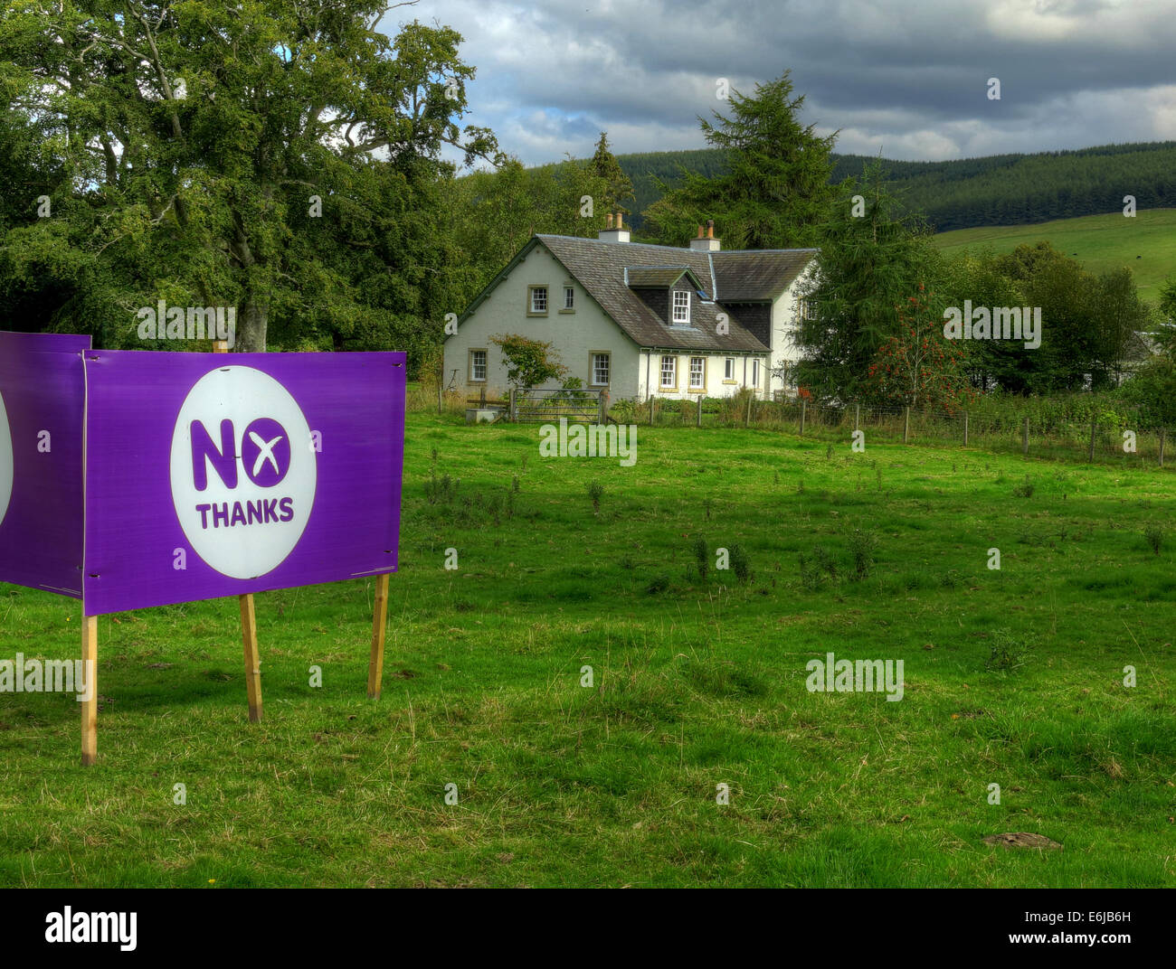 No Thanks Purple Better Together banner in a Scottish Field September 2014 Stock Photo