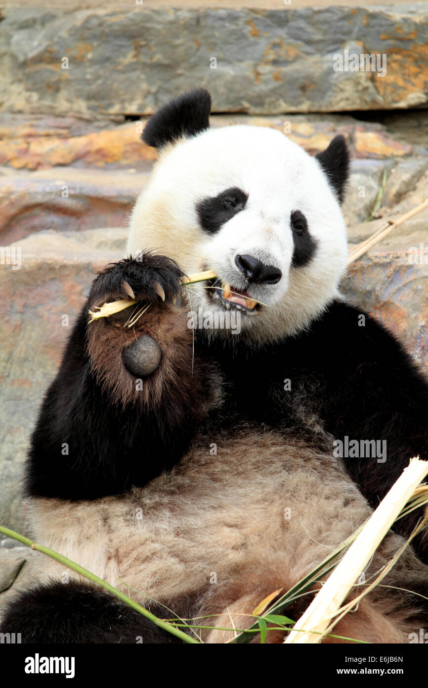 Giant Panda chewing bamboo at Adelaide Zoo Australia Stock Photo