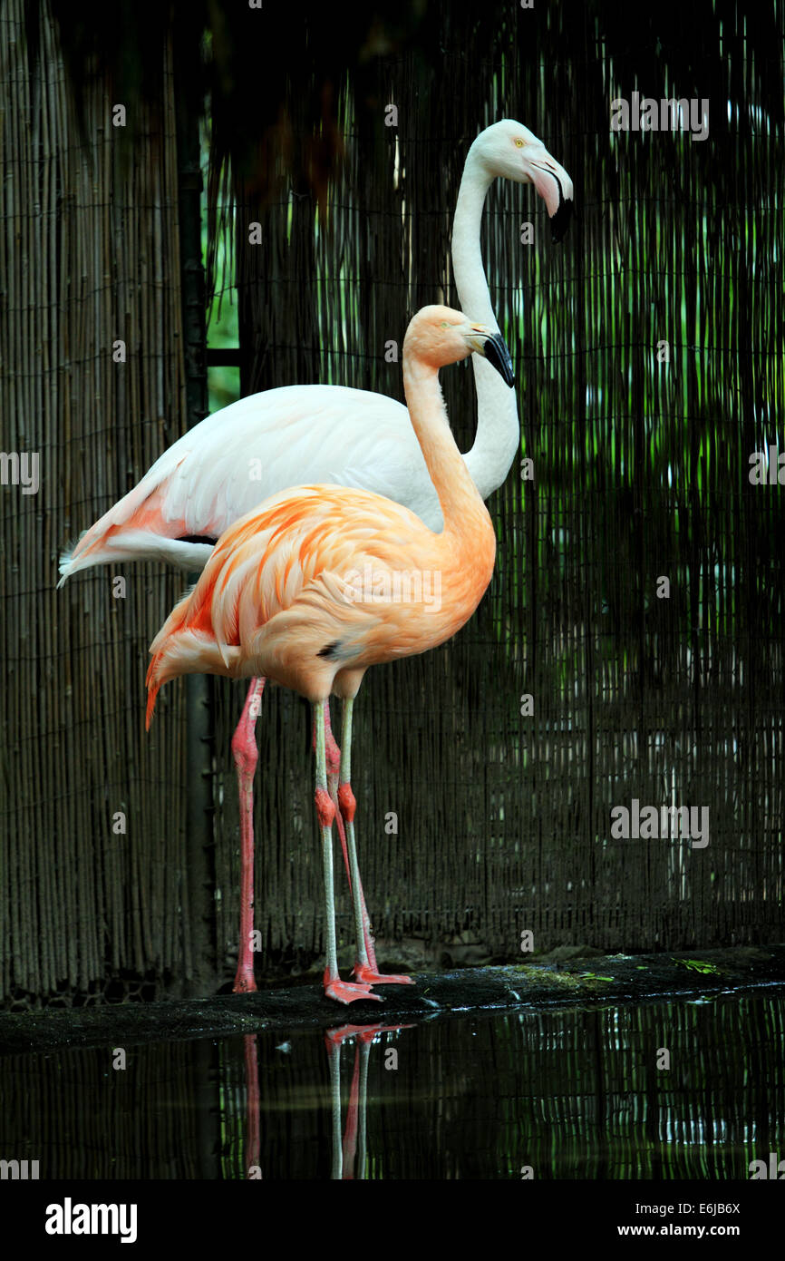 Two flamingos in Adelaide Zoo in Australia Stock Photo Alamy
