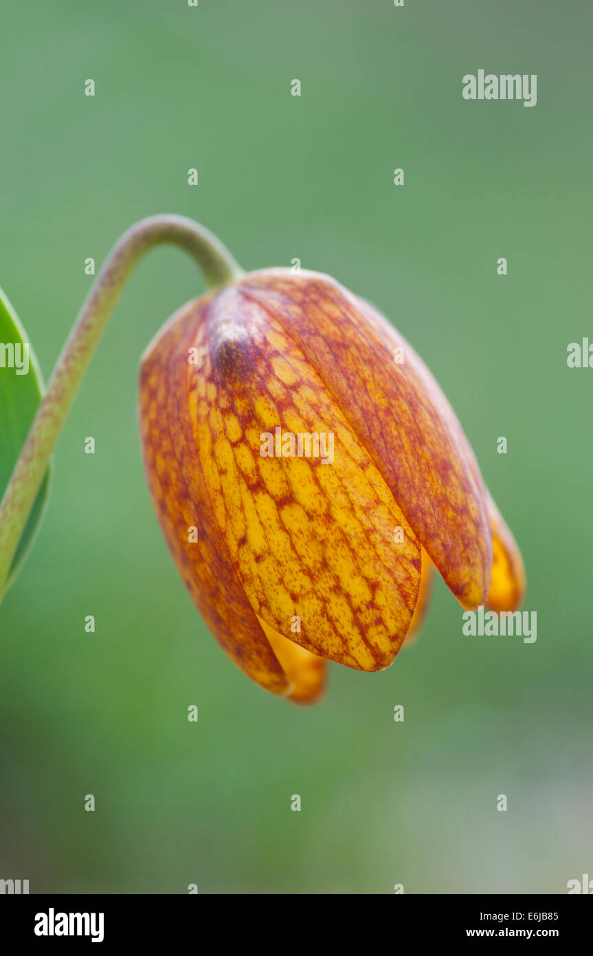 Flower of Golden Fritillary form cilicio-taurica Stock Photo