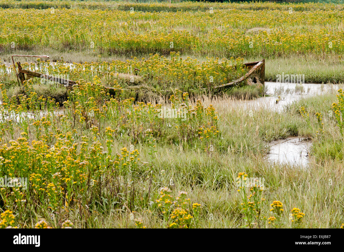 Rotting boat surrounded by Golden Samphire in the saltmarsh at Leigh on Sea, Essex Stock Photo