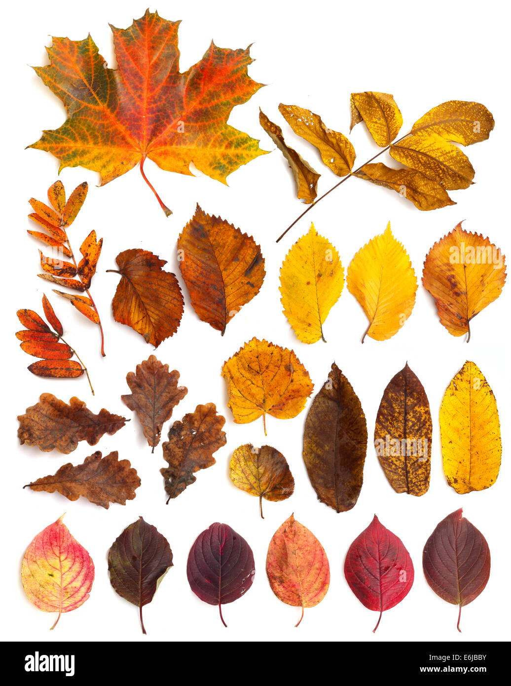 Collection set of beautiful autumn leaves isolated on white background ...