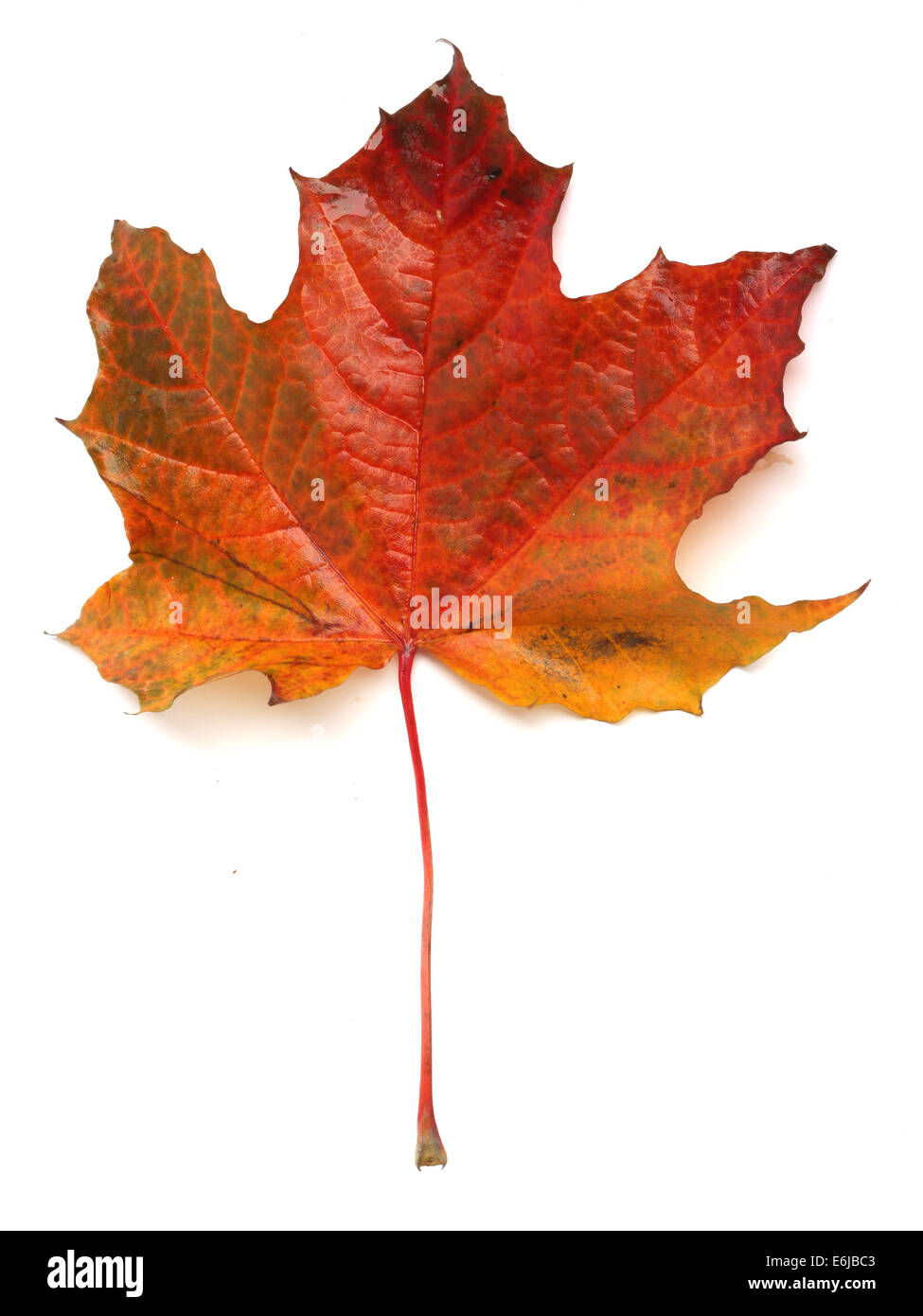 Maple colorful autumn leaf isolated on white background Stock Photo - Alamy