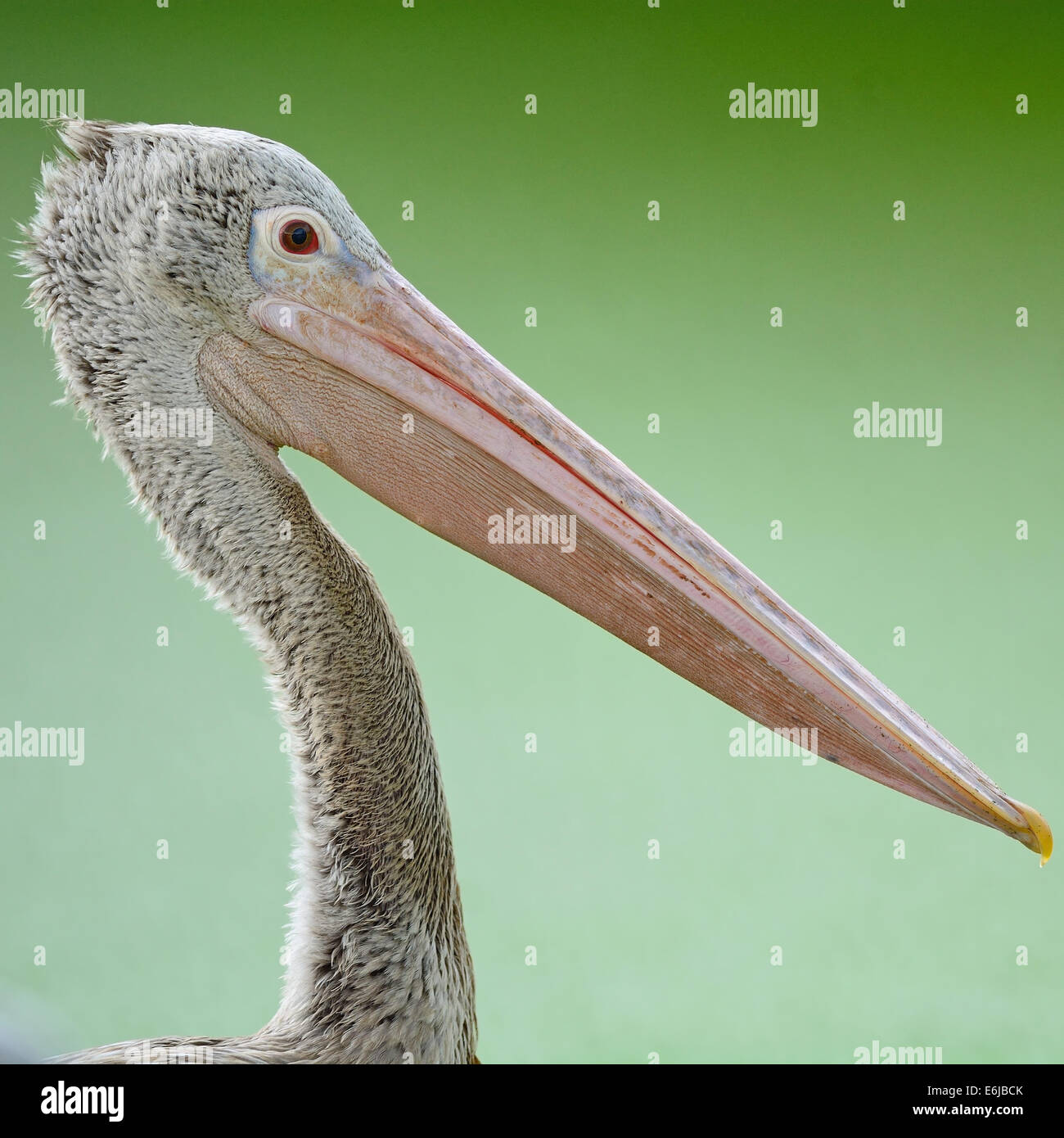 Beautiful waterbird, Spot-billed Pelican ( Pelecanus phillippensis), head profile Stock Photo