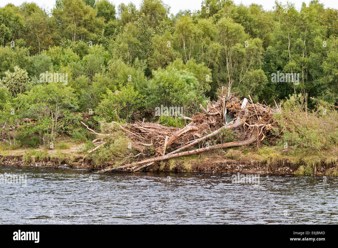 RIVER FINDHORN  MORAY SCOTLAND TREES AND DEBRIS WASHED UP ONTO THE BANK AFTER A FLOOD Stock Photo