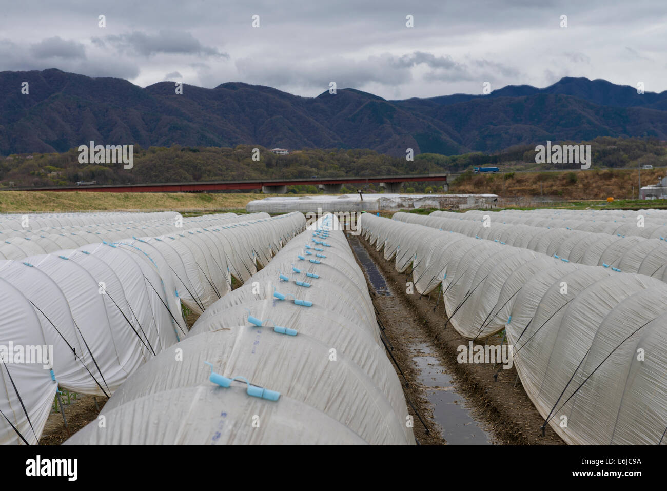 strawberry farm in Japan Stock Photo Alamy