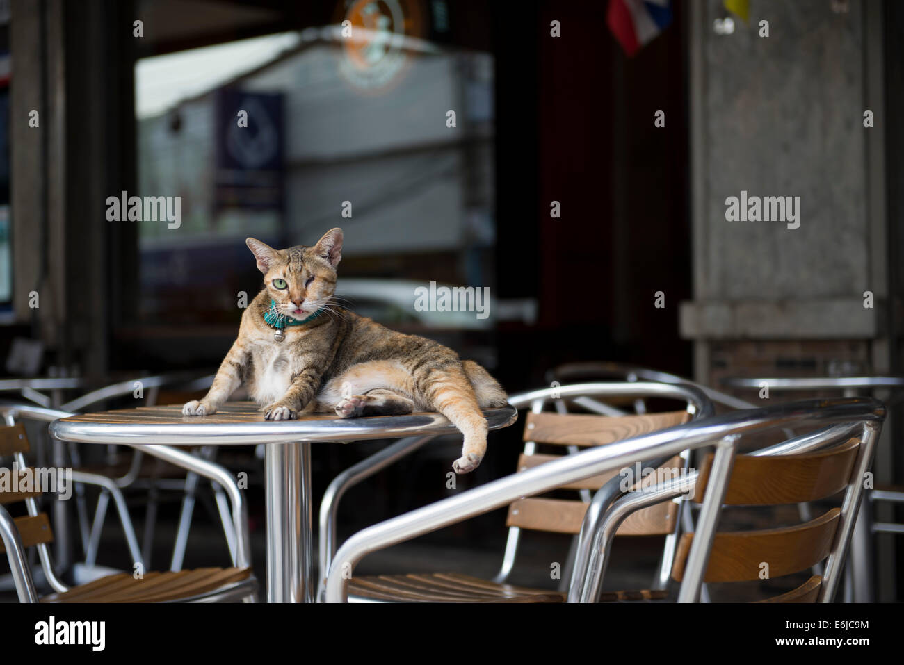 a cat on a café table Stock Photo